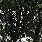 Toucan vu dans les arbres