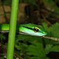 Joli serpent vert appelé Laura. Il n'est pas dangereux, nous avons pu l'approcher de très très près ! Même pas peur ! ;)
