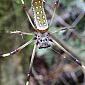 Grande araignée Golden Orb (Nephila Clavipes)