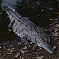 Crocodile américain (crocodylus acutus)