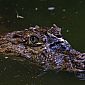 Un caïman (caiman crocodilus)