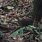 Petit Tinamus (Tinamys major). Cinq espèces vivent en Amérique du Sud