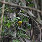Magnifique oiseau jaune et vert nommé le Trogon Aurore (Trogon Rufus).