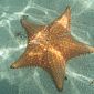 Magnifique étoile de mer sur la plage des étoiles