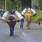 Nous rencontrons sur la route des chevaux portant du lait...