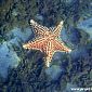 Etoile de mer commune (Oreaster reticulatus)