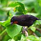 Sporophile rouge-gorge mâle (Loxigilla noctis) appelé Père-noir aux Antilles.