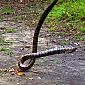 Il s'agit d'un cobra qui ne se laisse pas attraper comme ça, mais notre guide est fou et manque de se faire mordre 3 fois...