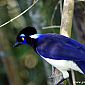 Magnifique oiseau bleu nommé le geai acahé