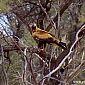 Magnifique Aigle d'Australie (Aquila audax) que nous avons rencontré sur la route