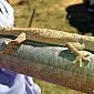 Nous trouvons également de jolis lézards et autres bêtes plutôt amusantes! Ici, c'est un Gecko Thorn -Tailed.