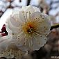 Fleur de cerisier blanche