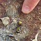 Jamais vu une si grosse fourmi ! C'est une fourmi charpentière dorée (Camponotus sericeiventris).