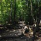 Sentier de Tikal