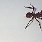 Nous avons vu une fourmi particulièrement grosse à Sabalos...