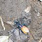 Une guêpe pepsis en train de manger une mygale