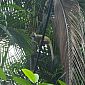 Un singe écureuil appelé ici le mono titi. On le trouve principalement au Costa Rica, dans les parcs Manuel Antonio et Corcovado.