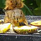 Un joli petit écureuil vient manger une tranche d'ananas devant nous, même pas peur !