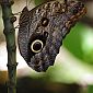Papillon hibou (Caligo) les ailes fermées