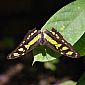 Papillon malachite