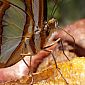 Beau papillon vu de près (Siproeta Steneles)