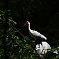 Ibis blanc (Eudocimus albus)
