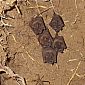 Cinq petites chauve-souris trouvées dans un arbre