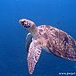 Magnifique tortue imbriquée (Eretmochelys Imbricata) vue à la grande Anse Arlet.