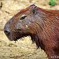 Egalement plein de capybaras (plus gros rongeurs du monde)