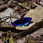 Magnifique papillon bleu, très difficile de prendre en photo !!!