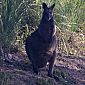 Nous avons même vu notre premier kangourou, ou nos deux premiers plutôt ! Regardez bien son ventre ! ;)