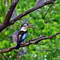 Martin-chasseur à ailes bleues (Dacelo Leachii)