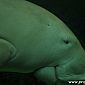 Aquarium à Sydney : Dugong
